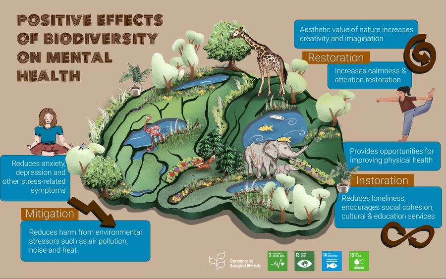 Biodiversity is essential for the physical health of people and the planet, but did you know it can also positively affect your mental health? 🧠🌳 Learn more about the positive influence of #biodiversity on mental health ⤵️ #BiodiversityPlan #PartOfThePlan