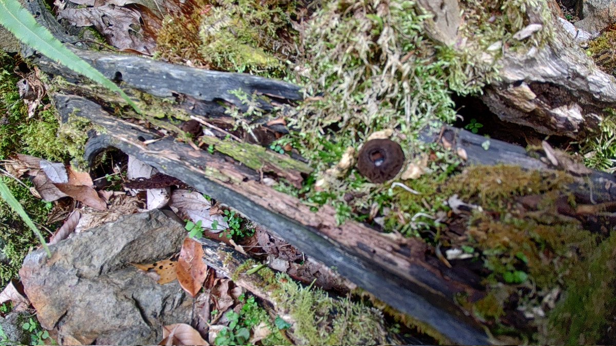 苔むした倒木が黒い😀って事は！
もう賑やかにオオゴムタケ達が出ていた。
よく見る黒い材はオオゴムさんが菌糸で囲い込んで占拠しとるらしい😀

(2024.04.25撮影) #kinokole #fungifriday #fungusfriday #熊野きの古道