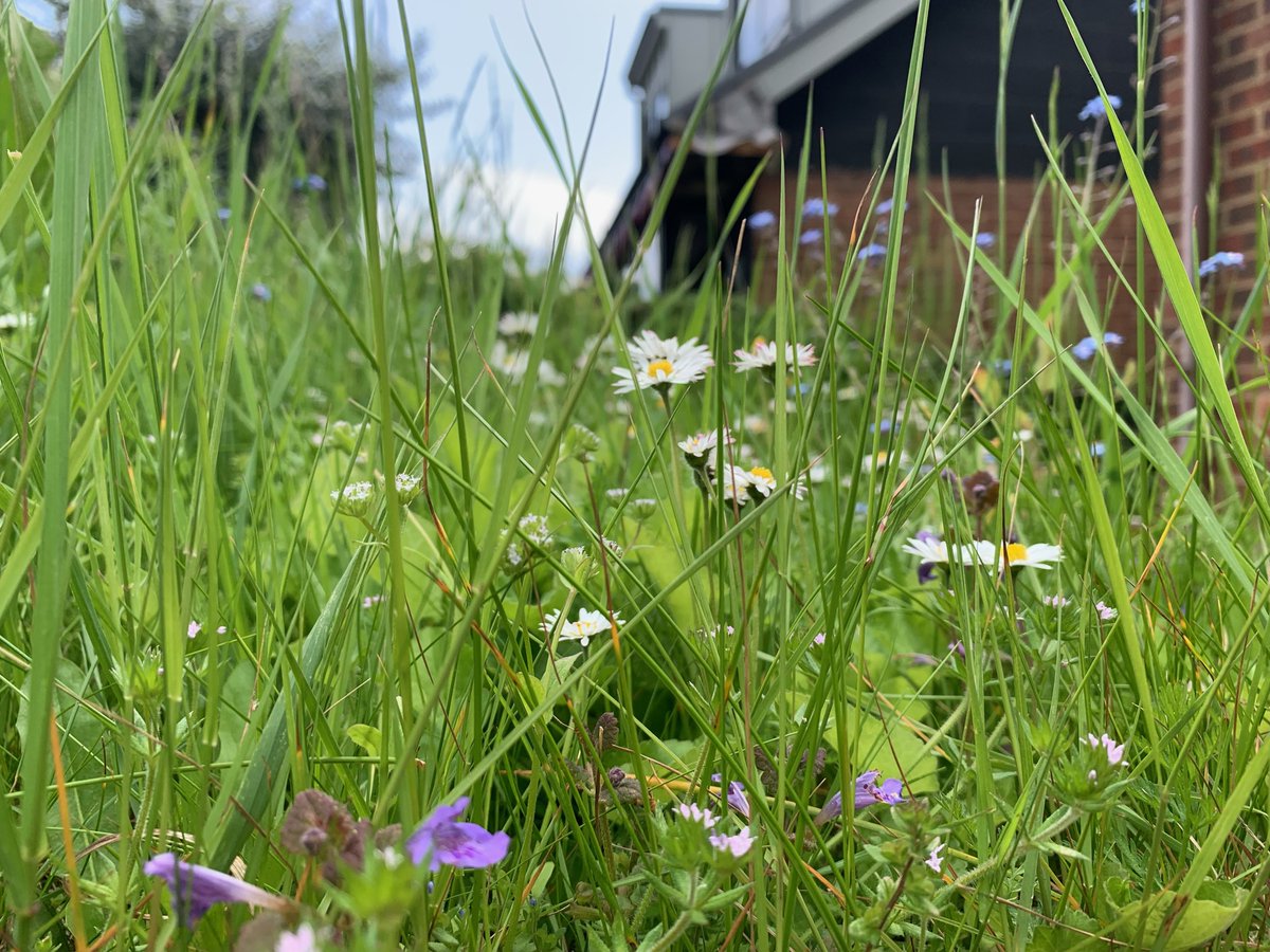 Next week, #NoMowMay is back! 🌼 This spring, take action for nature by... doing nothing. Sit back, let the grass grow tall, the wildflowers bloom, and watch nature move in. Will you be taking part this May? 📷 Maria Clarke @Love_plants