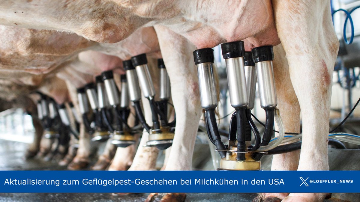 🐄 Es gibt keinerlei Hinweise auf ähnliche Infektionsgeschehen außerhalb den USA. Erste orientierende #Untersuchungen von 1000 #Rinder|serumproben aus #Deutschland durch das FLI ergaben keinen Hinweis auf H5N1-Infektionen: fli.de/de/aktuelles/k…