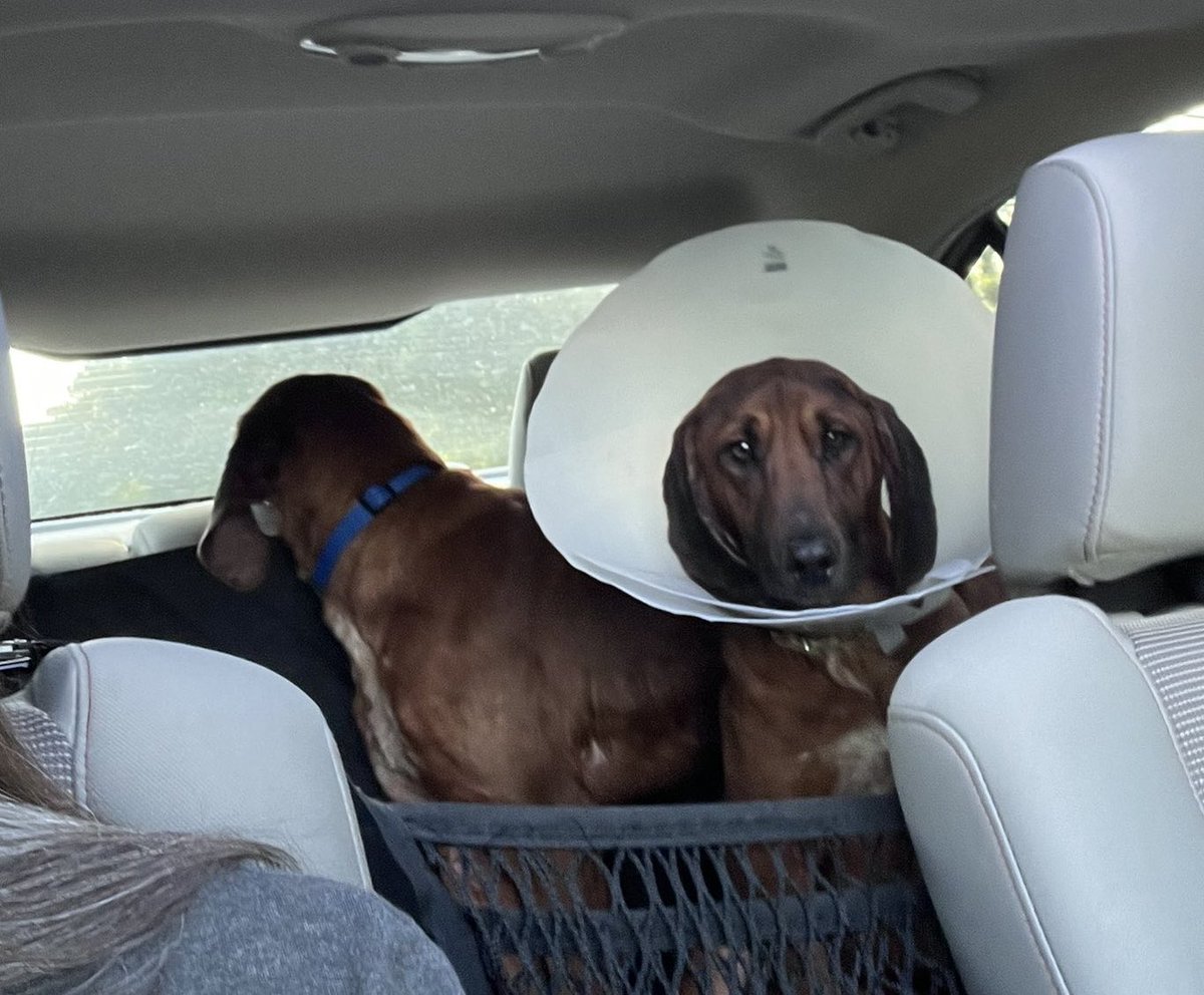 A HUGE thank you to ⁦@MophiaLVR⁩ for Harry n Lloyd’s freedom ride!!! 8 hours of driving to get these boys to safety! ♥️ Harry’s in the cone because his skin is raw, red and inflamed. If you’d like to help Lloyd n Harry, we can’t thank you enough!!! rescuecoop.org/donate