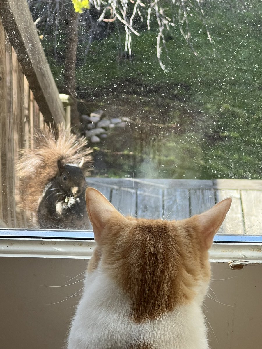 Do you think the squirrel is sassing Tails?! Lol 😂 😻🐿️🐈 #CatsOfTwitter #funnycats