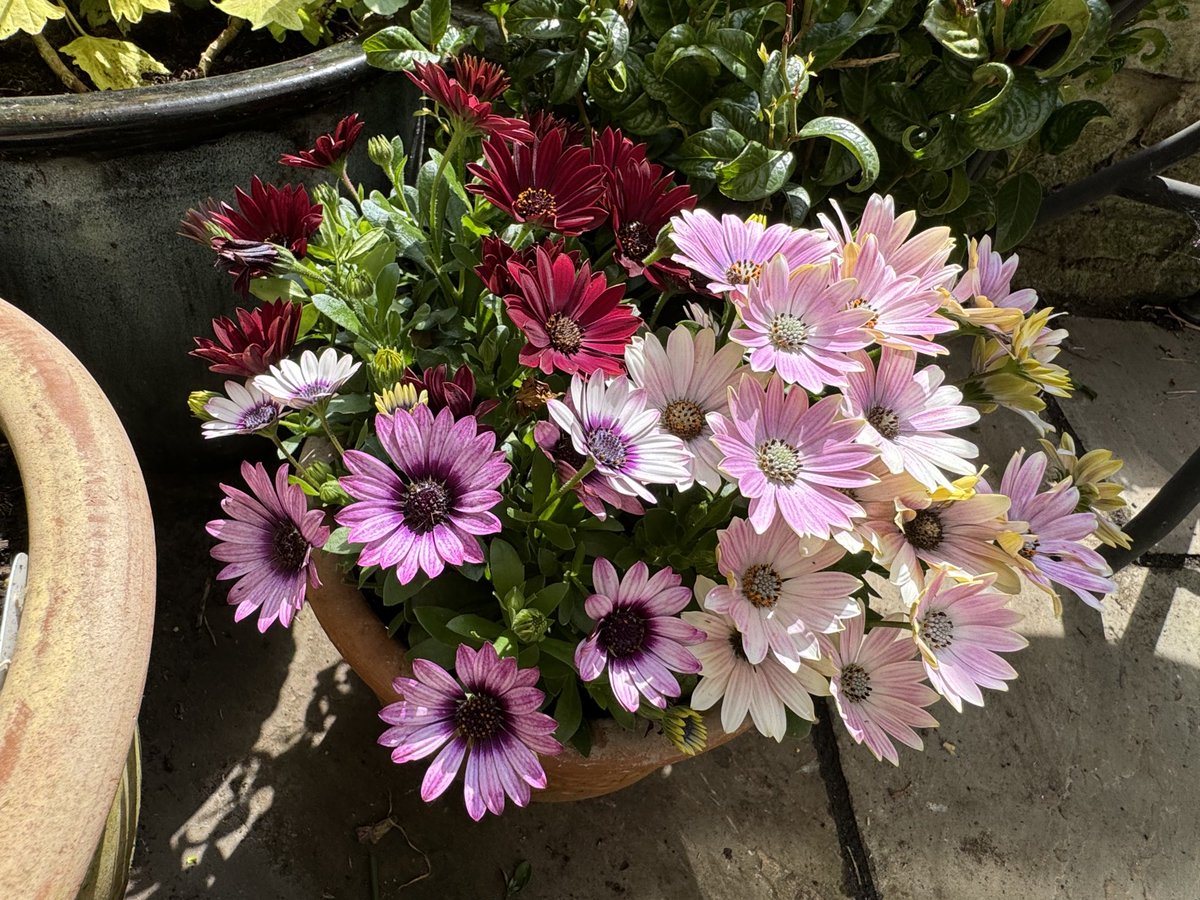 Osteospermums purchased a few weeks ago have spread out in their pots. Xx