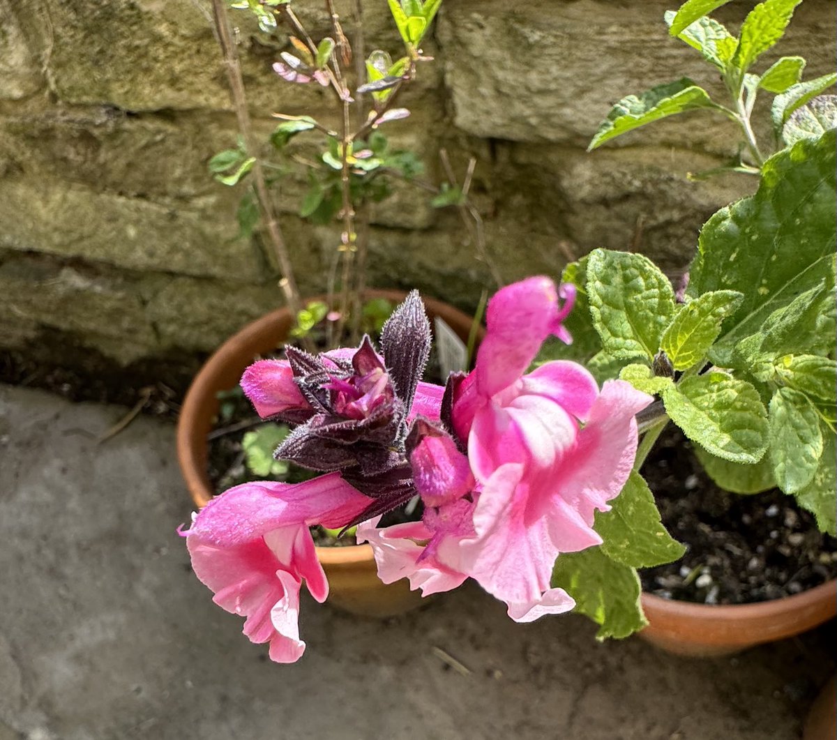 A salvia flowering already. It seems very early xx