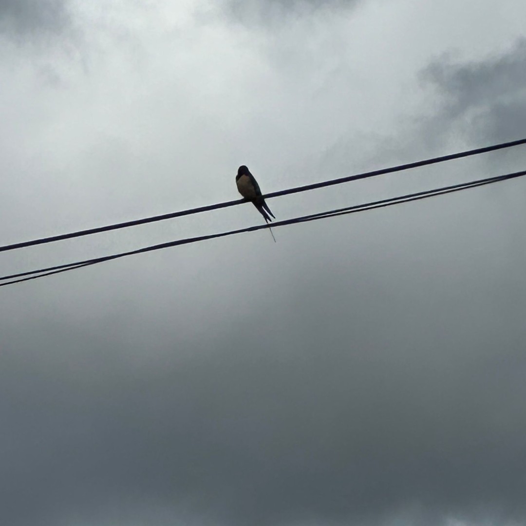 We know it might not feel like it but we are hopeful summer is is on it's way! The swallows have returned to Eden Camp which is a certain sign that summer is on it’s way (taking its time ☔🌧️💦!! 😅). Give us a ☀️in the comments to try and urge some better weather! 🤞