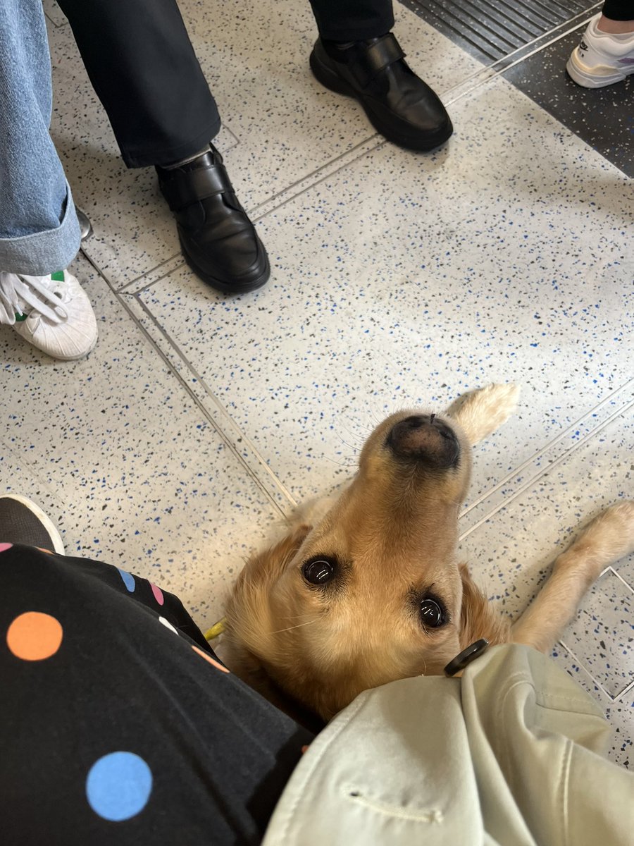 People often justify refusing my Guide Dog access on the basis of potential fear of dogs. But how does it work when someone is scared & we’re sharing a space? Well it happened just now on the tube. As I boarded a person with a young child gasped “I’m scared of dogs!”