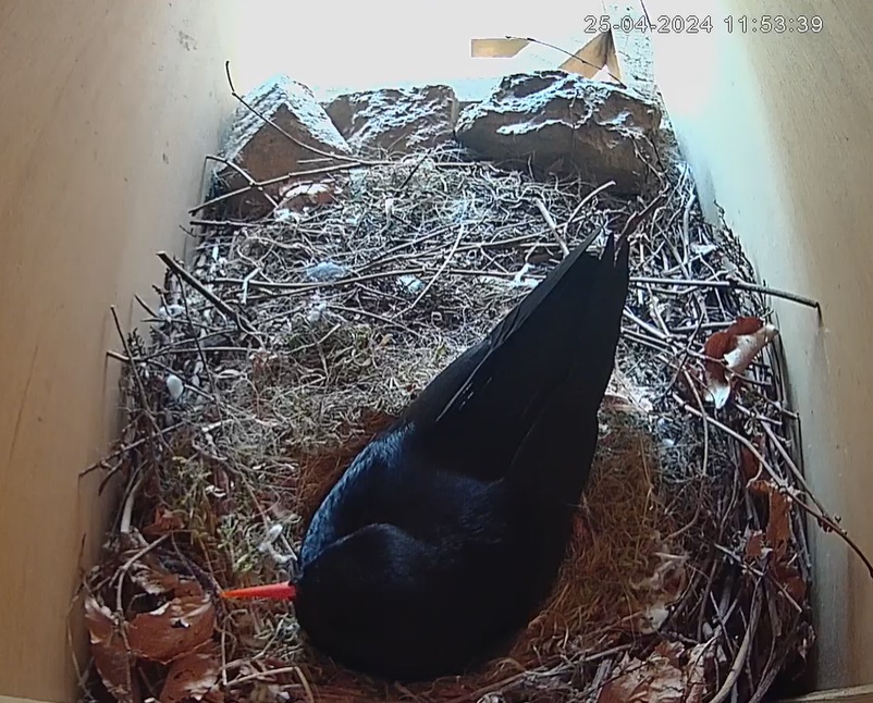 Great news from @cornishparadise, their red-billed choughs have laid their first eggs and the action is viewable on their LIVE webcam 👉kwtg.uk/PPNestCam We work with Paradise Park and @WildwoodTrust as part of our red-billed chough project Kent.