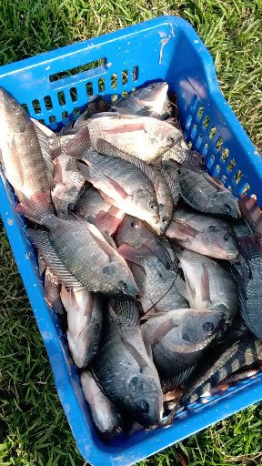 NARO_MUZARDI's tweet photo. @NARO_MUZARDI we ensure that our clients access healthy and quality tilapia fry that is essential for successful aquaculture farming. 
@narouganda 
@BarbaraZawedde 
@NazziwaCatherin 
@nafirri 
@MAAIF_Uganda 
@HellenAdoa https://t.co/RywsPirXQN