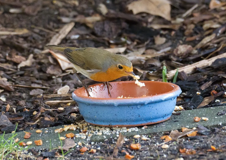Friday Feature Photo: 'Robin; daily 'breakfast' in garden' submitted by GF employee Uwe Lippold from our Dresden team. #GFphotoFriday