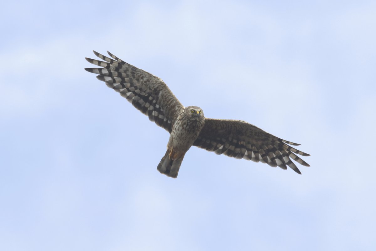 It's #SkyDancerDay2024 and @HHDayUK are celebrating with a fantastic line up of talks at our Insh Marshes nature reserve. Hosted by @lauren_colours, @cgsinclair22 & @GreenFGeorge.

Tune in by visiting their YouTube channel 👇
youtube.com/c/henharrierda…

📷 Mark Thomas