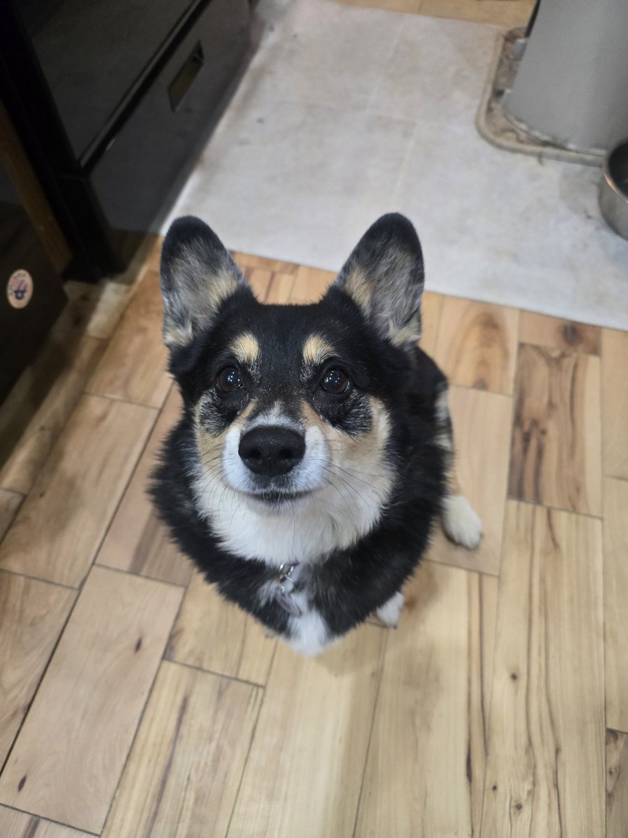 FykiFlokelp's tweet image. I show off the ferrets a lot but never really show off my amazing dogs that much. This one is Freya she's my corgi! #streamerpets