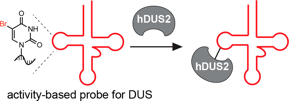 Ji and co-workers develop 5-BrUrd-modified tRNA activity-based probes to study the molecular basis of dihydrouridine formation by hDUS2 and screen small molecule inhibitors @KleinerLabRNA @PrincetonChem NEW #ASAP Read it here: go.acs.org/95A