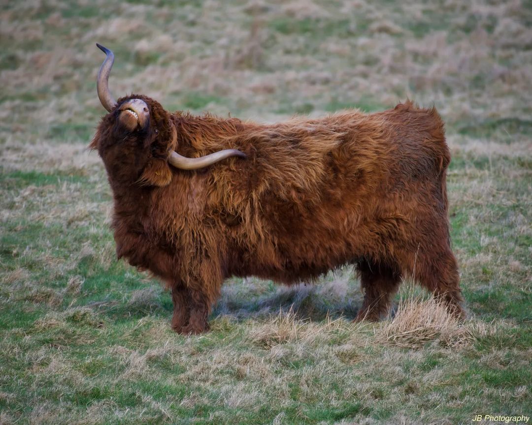 Caught in the act! Just a highland cow enjoying a good scratch. 🐮 📸IG/jbphoto_official 📍Pentland Hills #EdinPhoto #ForeverEdinburgh