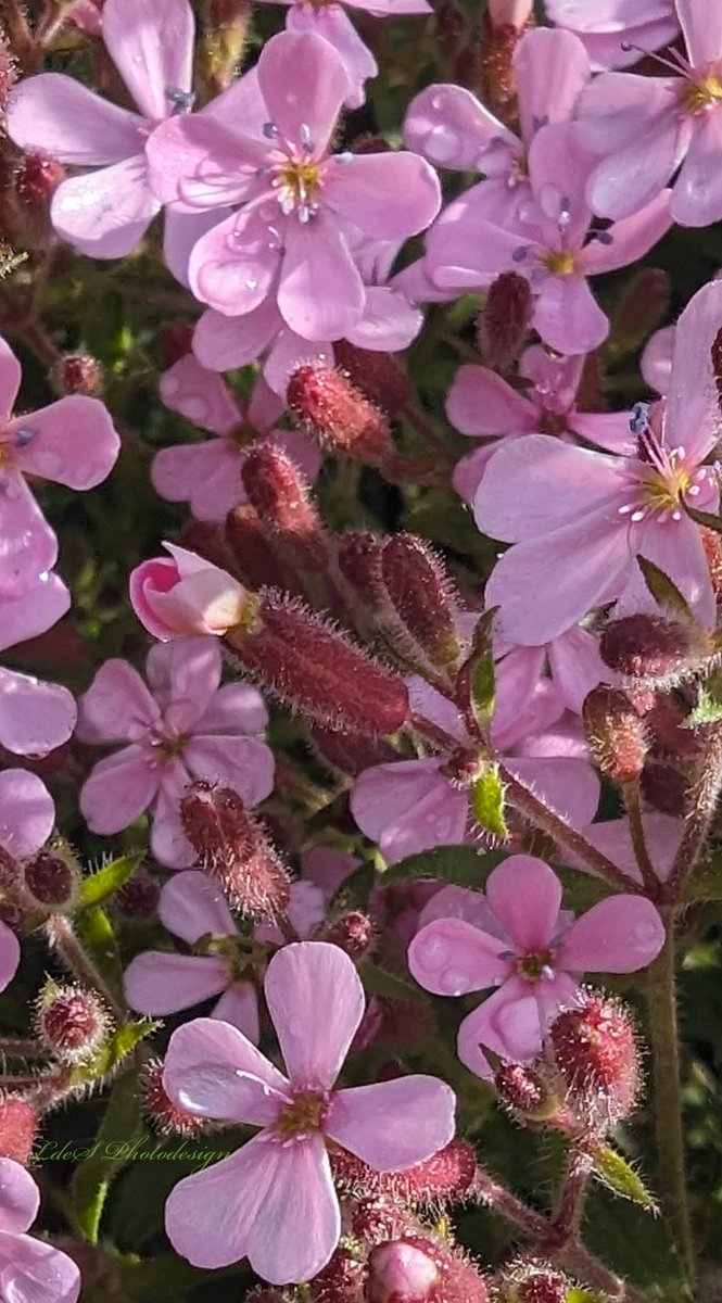 Saponaria ocymoides, famille Caryophyllaceae... #FlowersOnFriday #Wildflower #ThePhotoHour #MacroHour #MacroPhotography