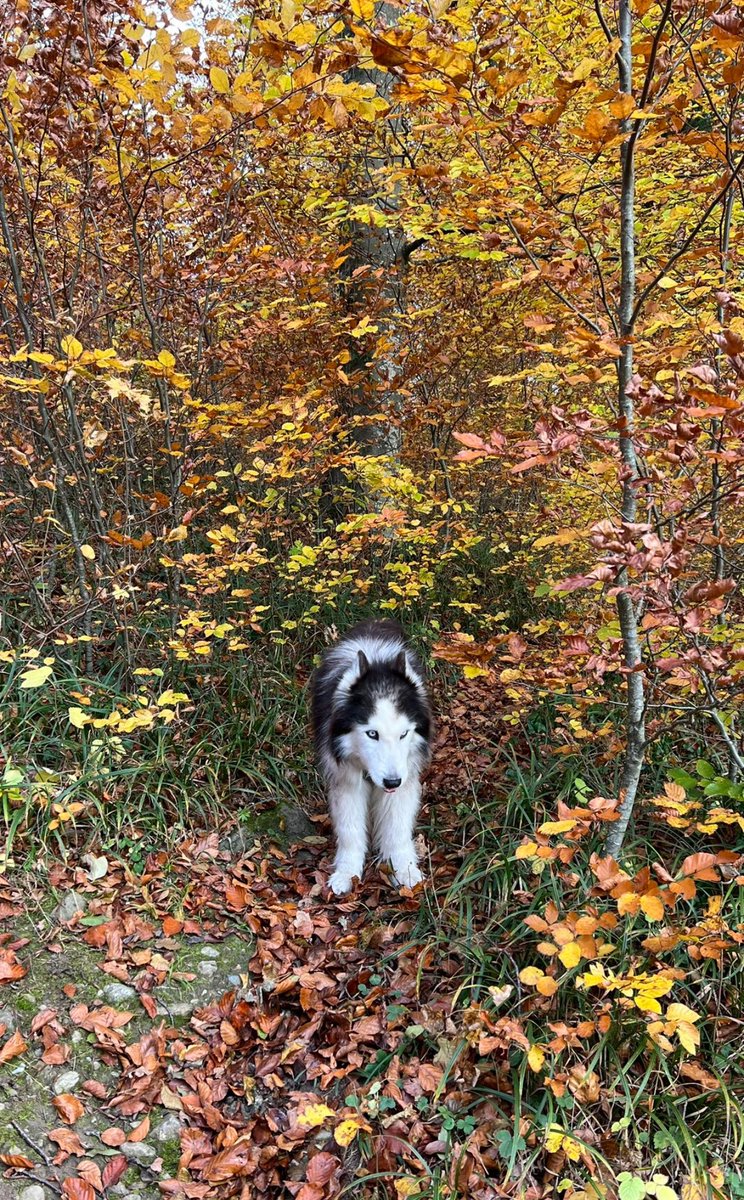 #FlashbackFriday with Angel Silver 🐶🌈. #RipSilver #RIPSilver 🐶🌈💖 #Husky #Huskies #husky #huskies #dogs #dogsoftwitter #dogsofX