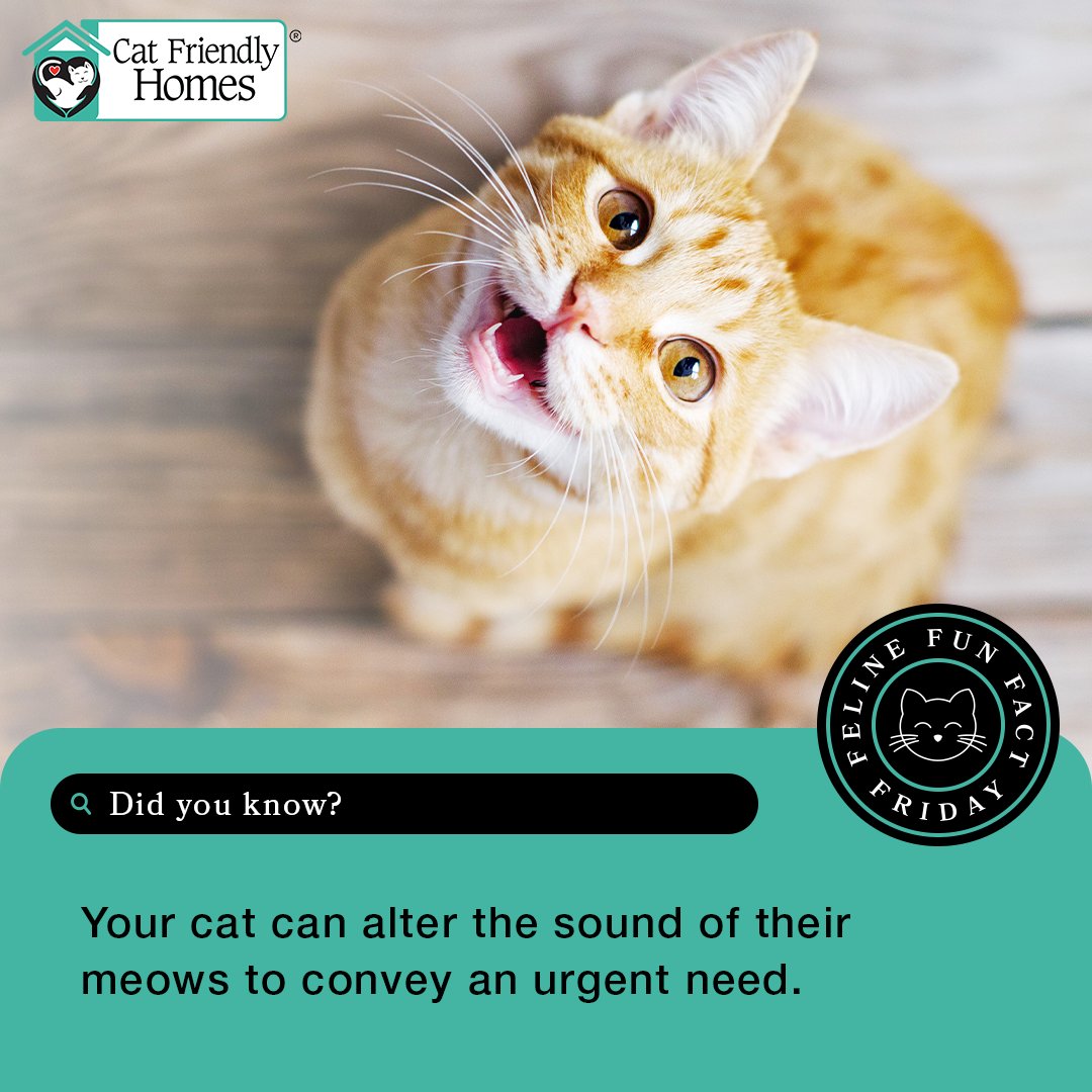 Did you know that cats can alter the sound of their meows to convey urgency? A mid-pitch meow might mean your cat is hungry, whereas a high-pitch or drawn-out meow might mean your cat is in pain. Learn more at bit.ly/3FpZ2VR. #FelineFunFactFriday #CatFriendlyHomes