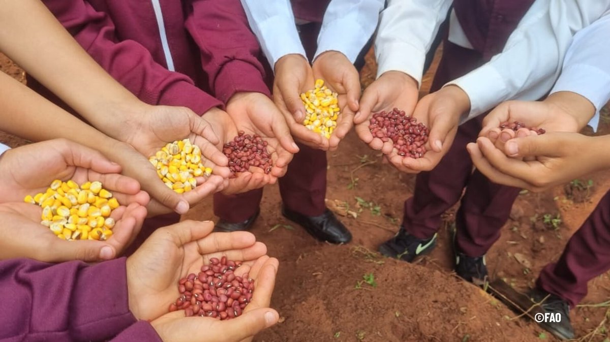 📌La @FAO coopera con el Gobierno de #Paraguay en el proceso de instalación de Mesas de #ProtecciónSocial en 22 municipios con los que el Gabinete Social liderado por el @MDSParaguay ha firmado convenios para fortalecer los servicios públicos.

Más
👉fao.org/paraguay/notic…