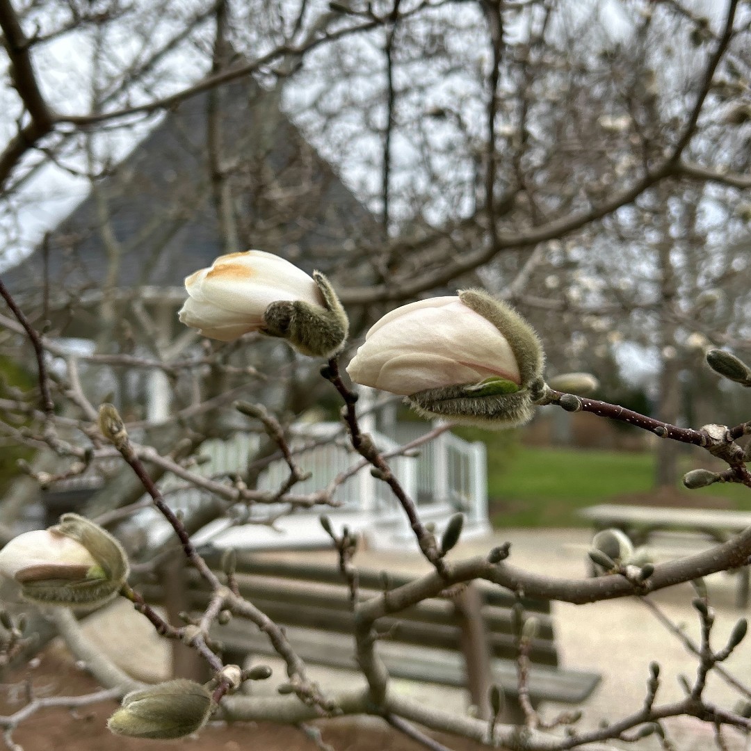 The Magnolia trees on our @dalagriculture campus are starting to bud! #MagonliaWatch2024