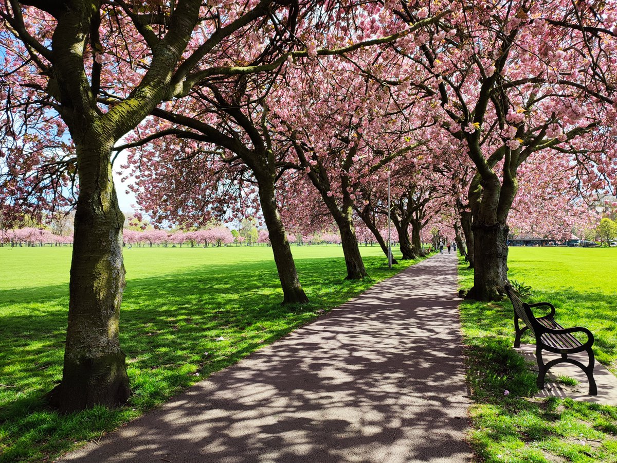 The cherry blossom season has started and the Meadows are looking as beautiful as ever! 🌸 😍