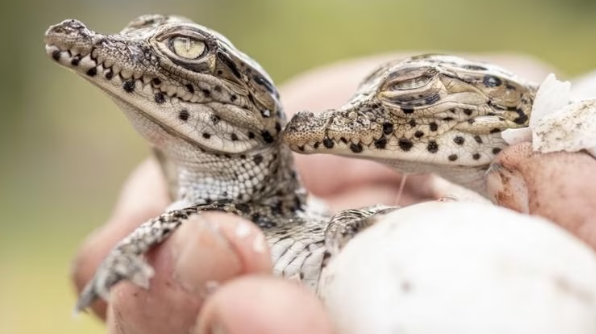 New report confirms that conservation measures have a positive effect on biodiversity. Dr Joseph Bull @UniofOxford said 'these measures are clearly not being funded at a sufficient scale to actually start to reverse global declines in biodiversity'. bbc.co.uk/news/science-e…