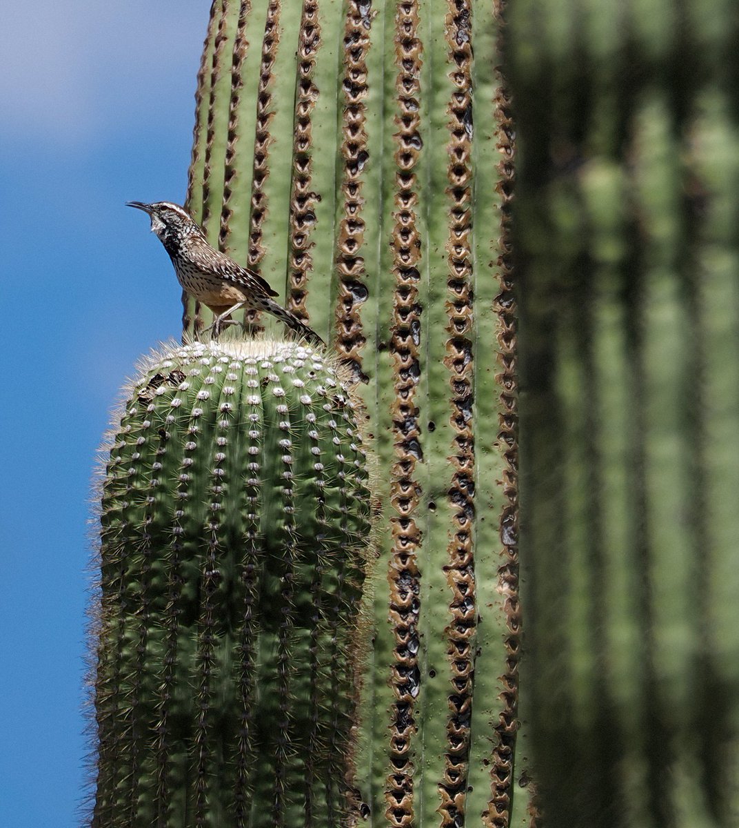 I've seen over 25 lifers in southern Arizona--including the Cactus Wren, perched atop a saguaro. Remarkably, despite living in the desert, the cactus wren is one of the few birds that does not need to drink water! 🌵🌵🌵 #wren #arizona #birds