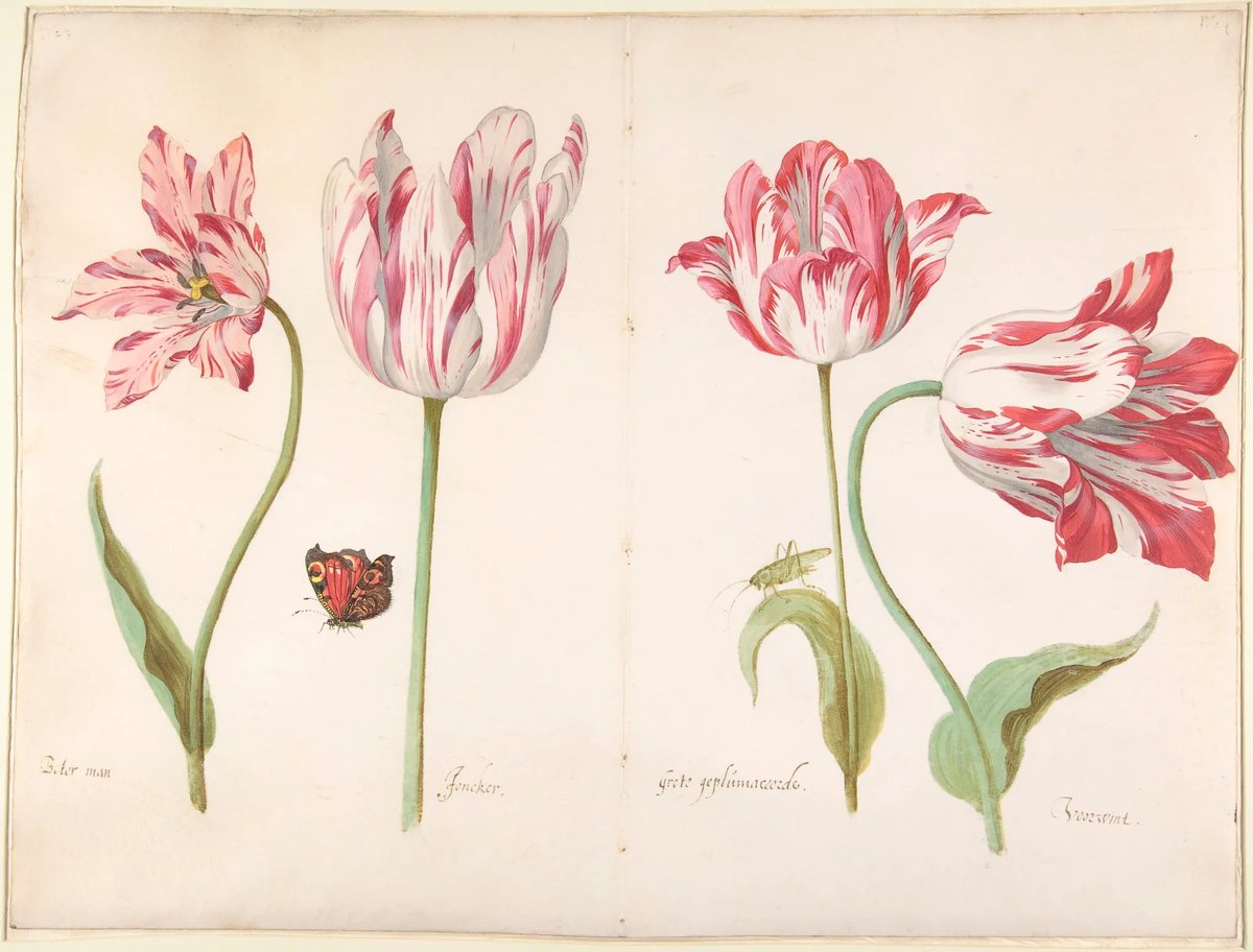 Jacob Marrel 
Four Tulips: Boter man (Butter Man), Joncker (Nobleman), Grote geplumaceerde (The Great Plumed One), and Voorwint (With the Wind),  circa 1635–45.
watercolor on vellum
