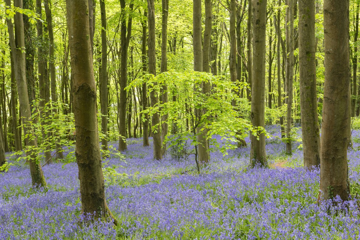 #Bluebell season is here! 🌷 The magical transformation of our woodland floors is one of spring's greatest spectacles. But did you know? The weather influences when these flowers appear and #ClimateChange is making them arrive early. 👉 Learn more here: bit.ly/49Jxfi0