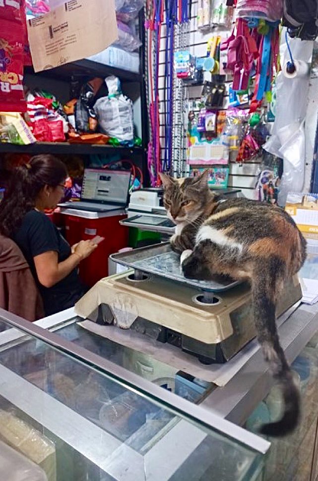 Bodega Cats (@Bodegacats_) on Twitter photo 2024-04-26 12:05:16