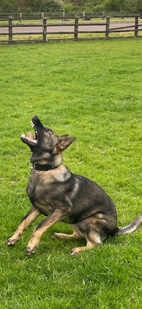 TPD Ace is now 7 months and is starting to show the promise that he showed as a very young pup. Mike and Kim are always totally committed to their pups & so it’s nice to see their patience paying off. A bit of chilling and a bit of ‘Watch’ training