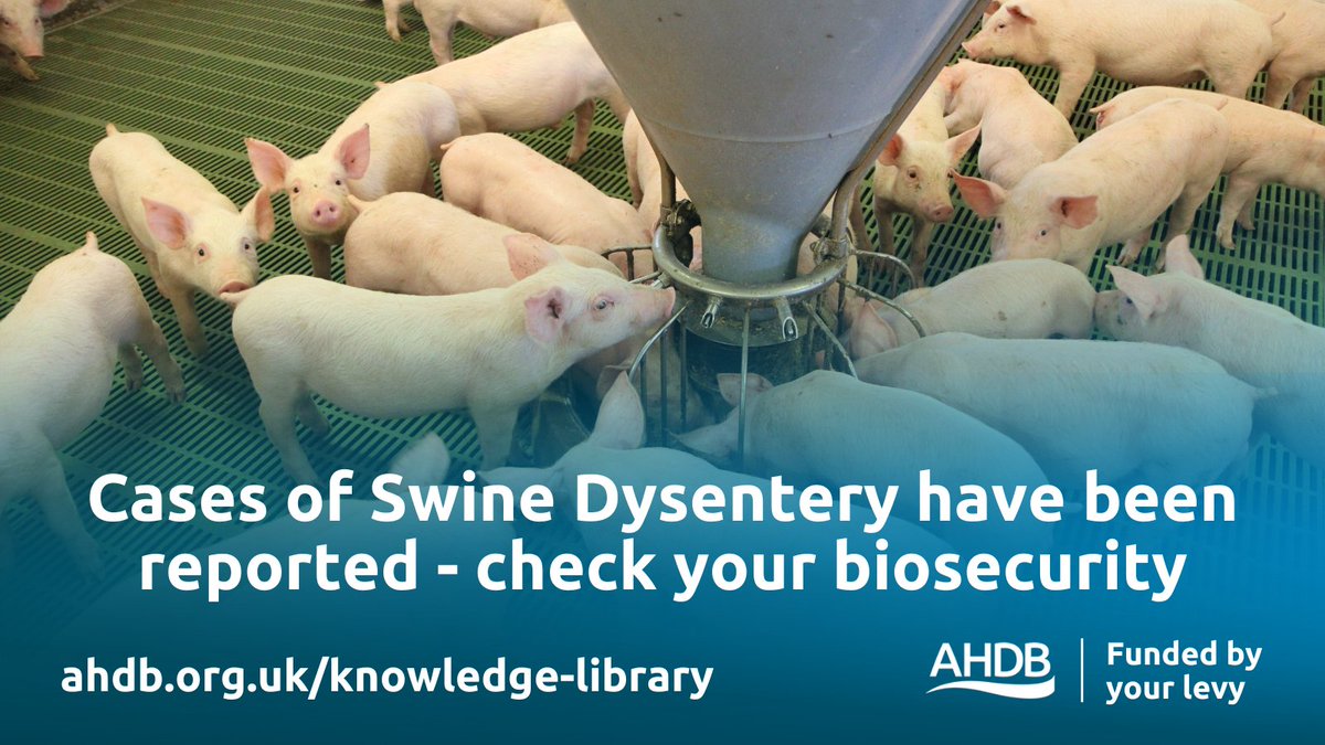 🚨Swine dysentery is a serious threat to your pigs’ health and welfare. #Biosecurity is key to prevent and control this disease. Watch out for clinical signs and report them immediately. Get notified of outbreaks with the Significant Diseases Charter: ow.ly/9XBn50Rfg2U