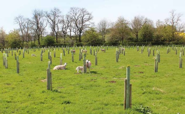 🌲 The @AllertonProject are delighted to be taking part in Agroforestry Open Weekend 2024 and we'd love to see you there. Get the details here: gwct.org.uk/blogs/allerton…