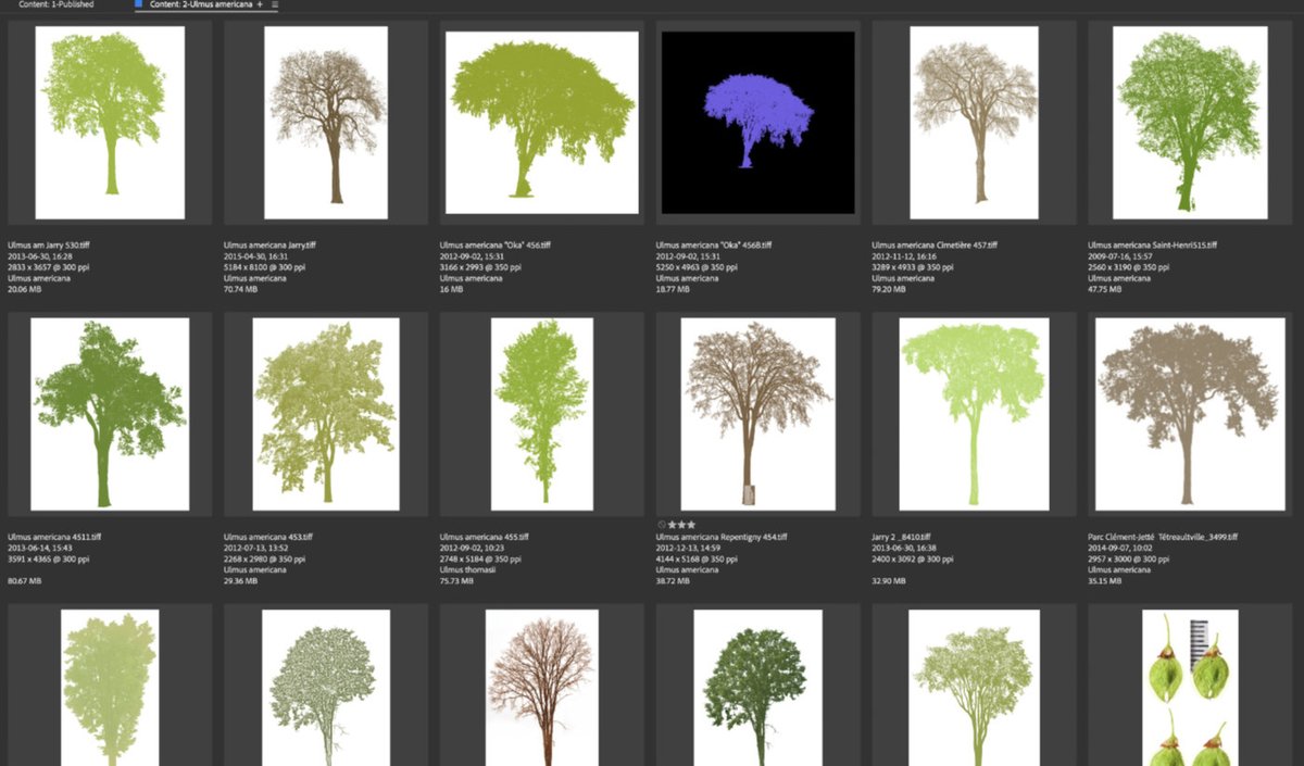 Travaux en cours: silhouettes d'ormes d'Amérique. En été ou en hiver. Mort ou vif. #illustration #botanique #arbre