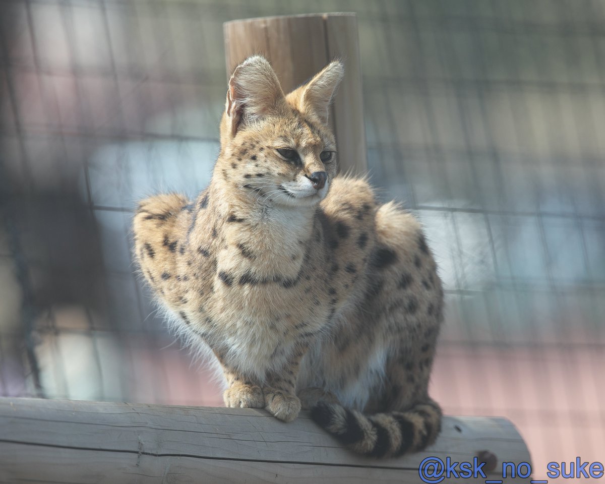 美しいサーバルのアキちゃん、ご出産おめでとうございます🎉
📷2024.03
#多摩動物公園 #サーバル #アキ