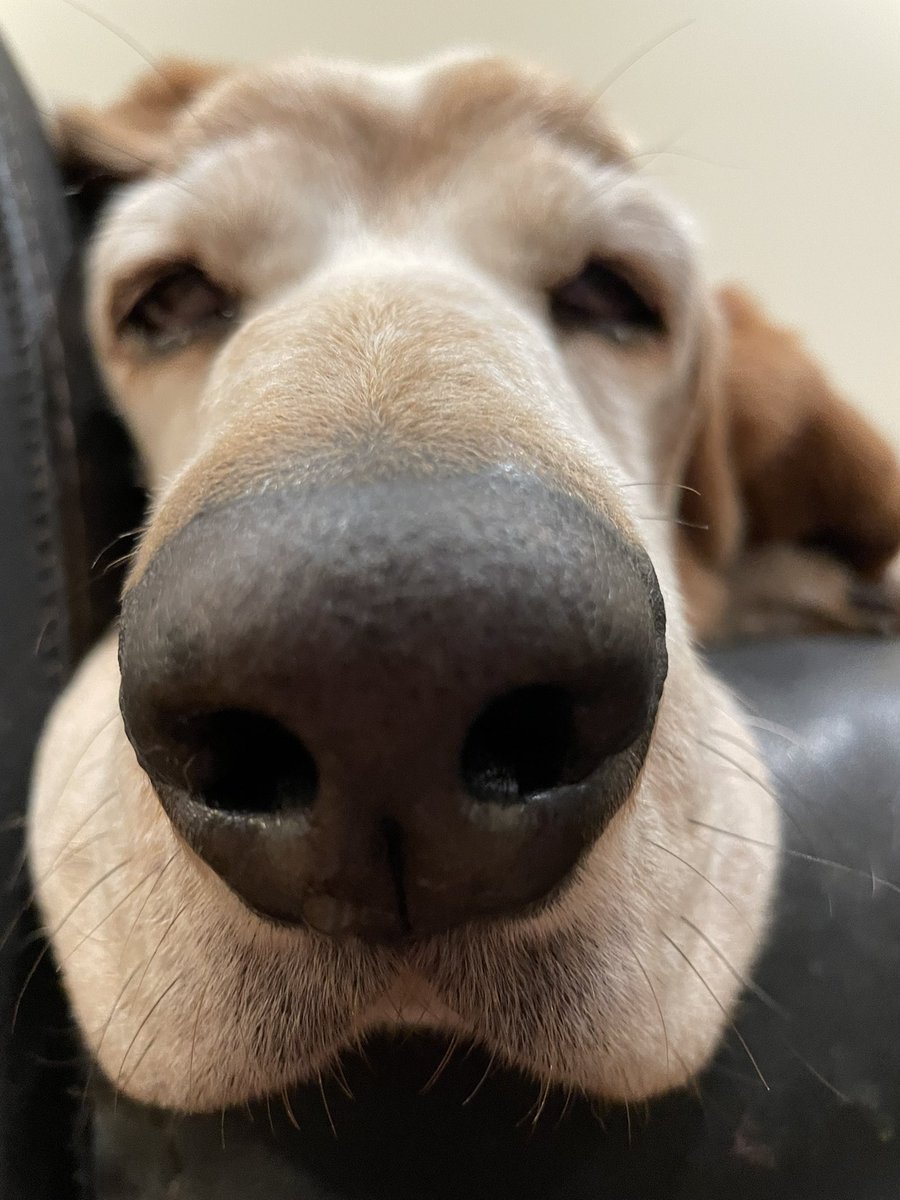My sister says my nose is like a big blueberry. #bassethound #dogtwitter #dogsofX #AdoptDontShop