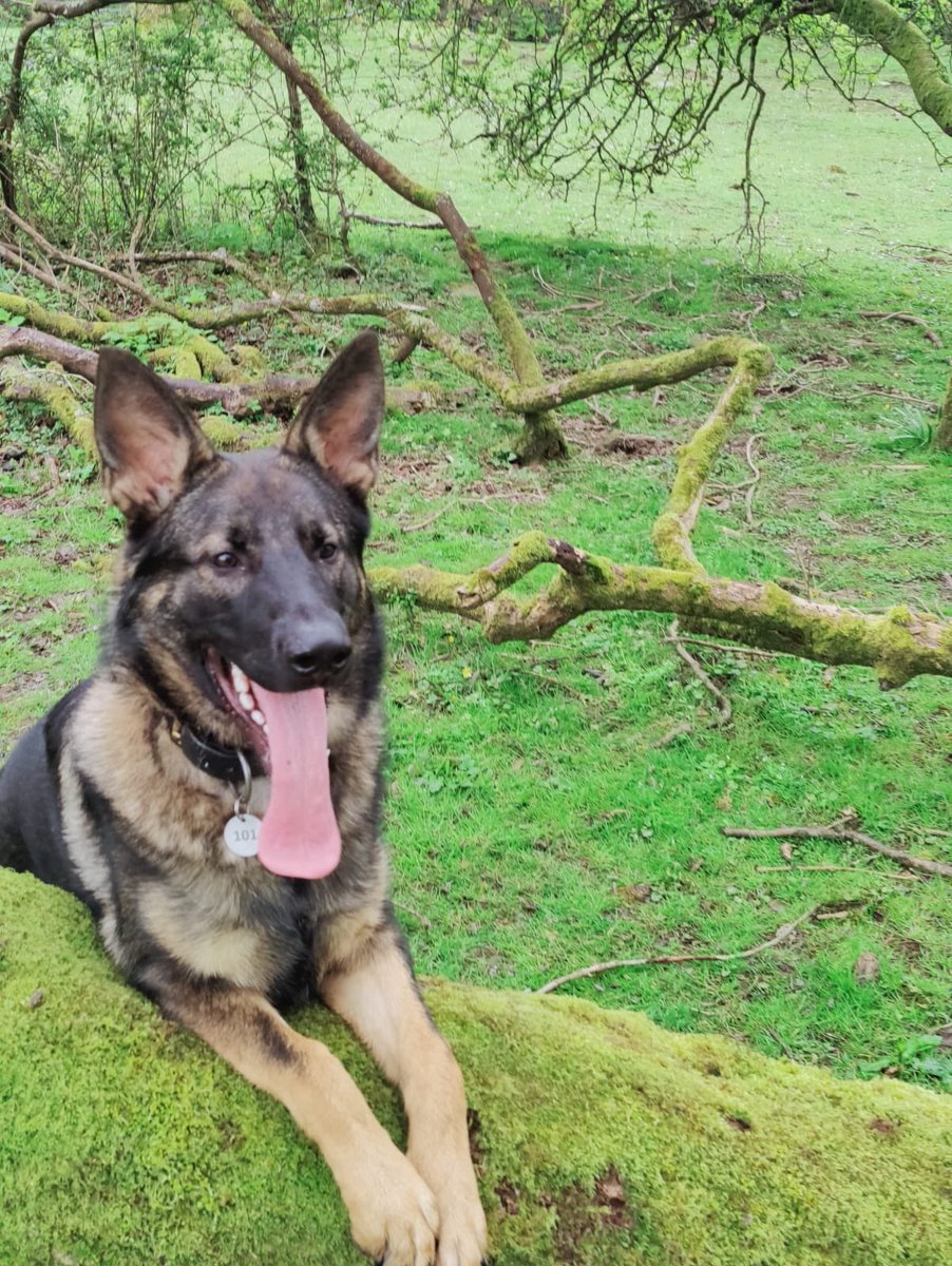 TPD Blue living his best life up on the moors.