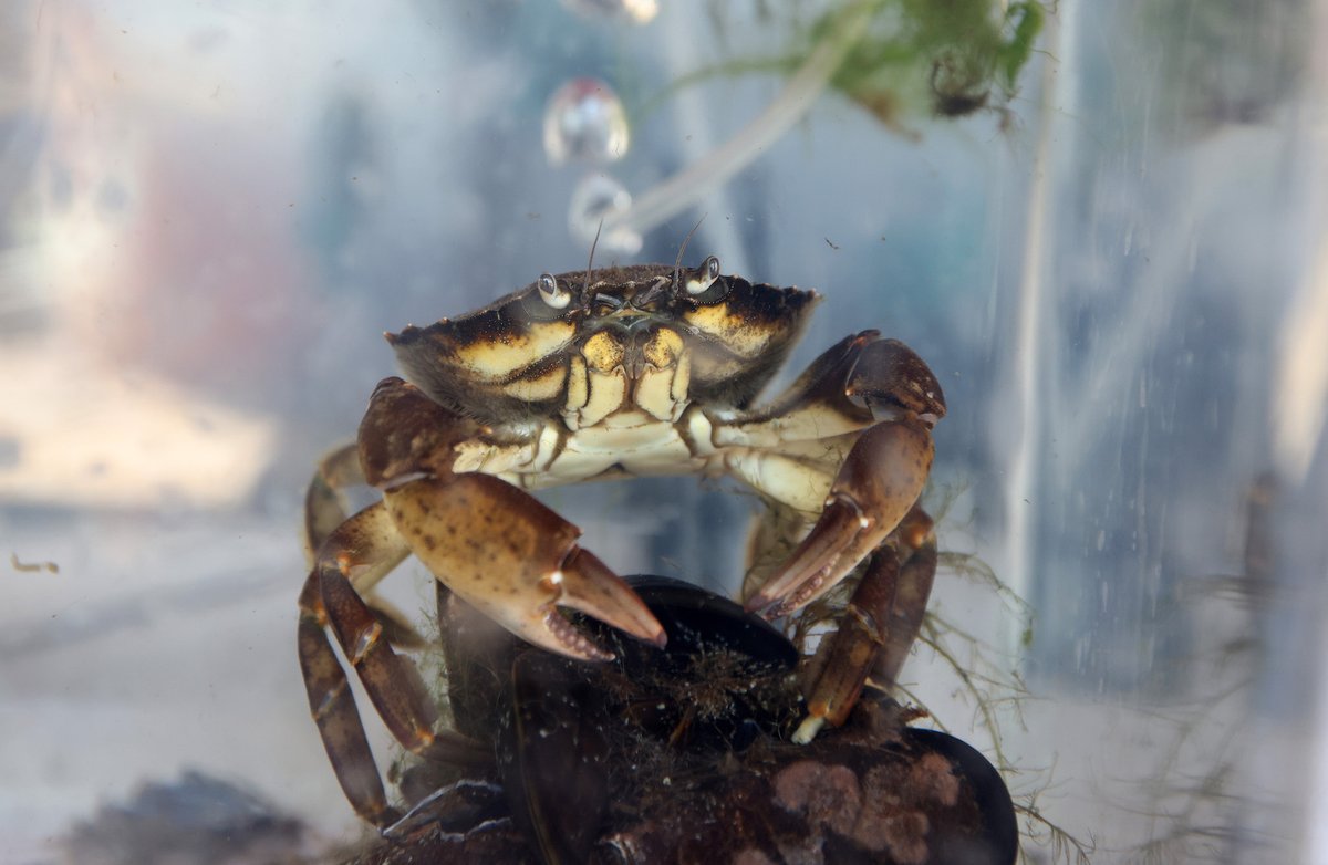 Happy #InternationalCrabDay! 🦀 Discover some of the curious creatures living in the waters of the Royal Albert Dock at our Dockwatch days this June! Save the date →liverpoolmuseums.org.uk/whatson/mariti…