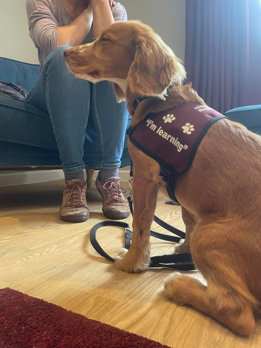 Brilliant focus from Nutmeg! Nutmeg's been working on his basic cues and exploring new experiences in the second stage of his training - the Puppy 2 Star ⭐⭐ He's also spending time getting comfortable in his very own burgundy training jacket 🐕‍🦺