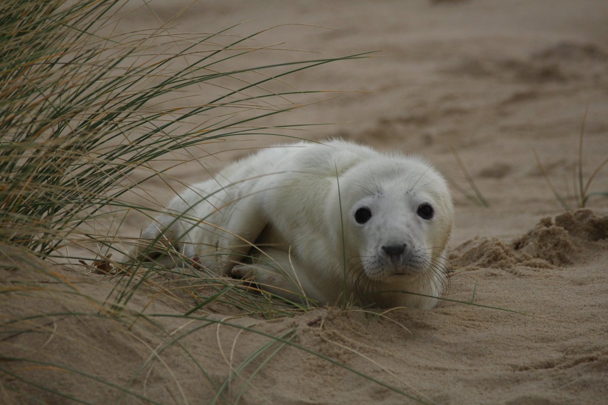 We are lucky enough to have wonderful habitats on our coast, suitable for both the protected Harbour and Grey seals. 🌊 They use sites across our coast, like Horsey, Winterton and Orfordness, to breed and mate here in their thousands!😍 #NationalMammalWeek