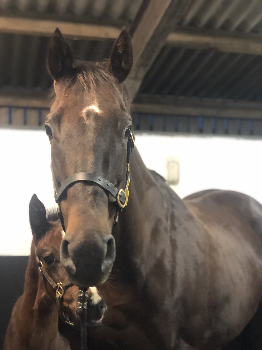 The thing about having many foals arrive within a couple of days of eachother is that the mares are all ready to cover close together too! This gorgeous lady to @dullingham_park shaquille this morning and 3 more going out over next 32 hours, then more teasing in for mon, tues and…