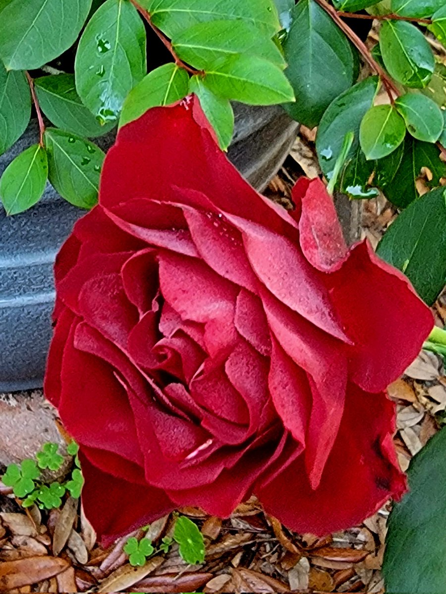 I see a bit of morning dew on some of our roses this morning. #flowersonfriday #Flowers #FlowerPhotography #FlowerGardening #SpringVibes #GardeningTwitter #nature #TwitterNatureCommunity #GardeningX #Florida 😔