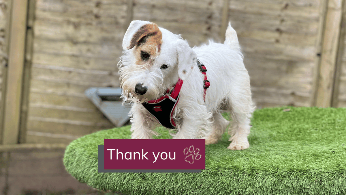 Our friends at @AFPetInsurance have donated £3,000 to help with our vet costs. This comes at a time when we are helping more dogs with medical needs, helping to give them a better future. Thank you so much for your continued support when our work is non-stop. #NonStopRescue