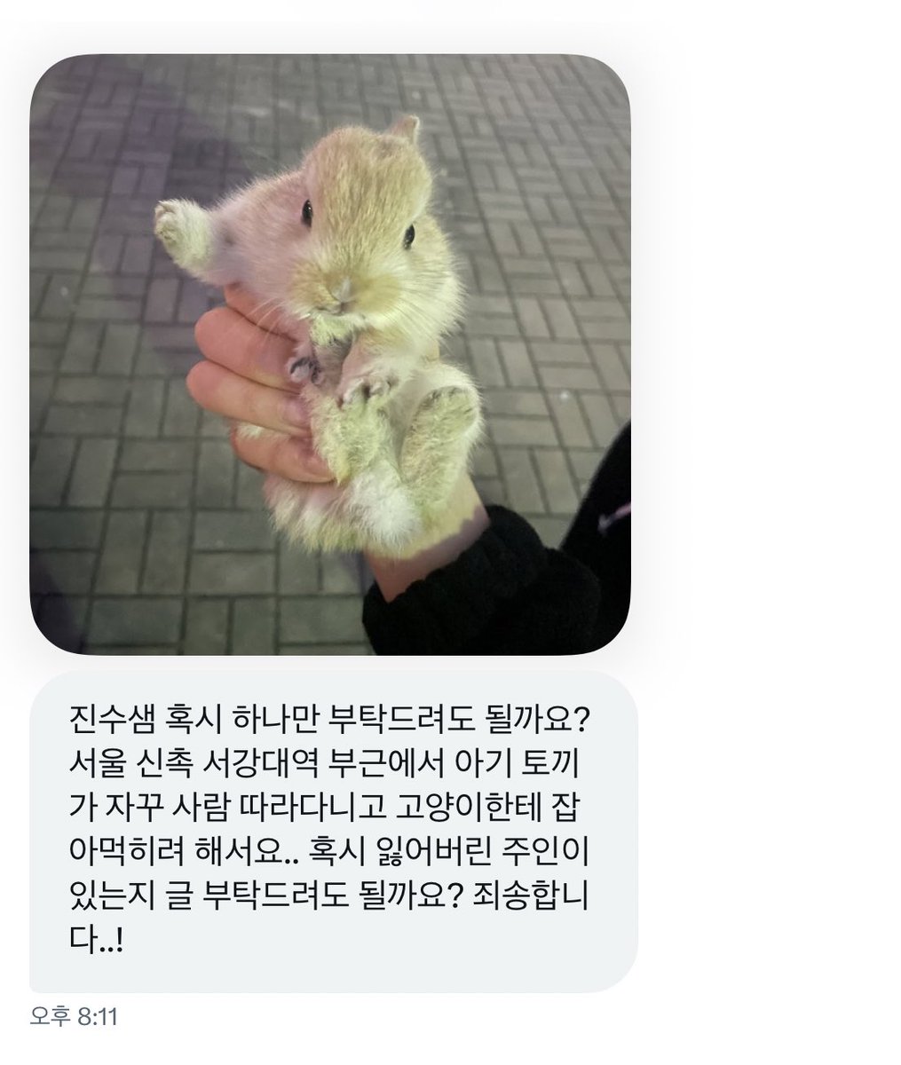 아니 어떡함 진짜 아기토끼야..
