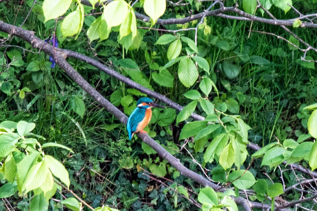 Today I walked with TT and decided 'as there's not much about' I'll just take the camera with the 100-400 lens and do some insects. Of course a Kingfisher was spotted, (TT has eyes like a hawk), hopefully it will be there next time I go that way. @Natures_Voice @EdenRiversTrust