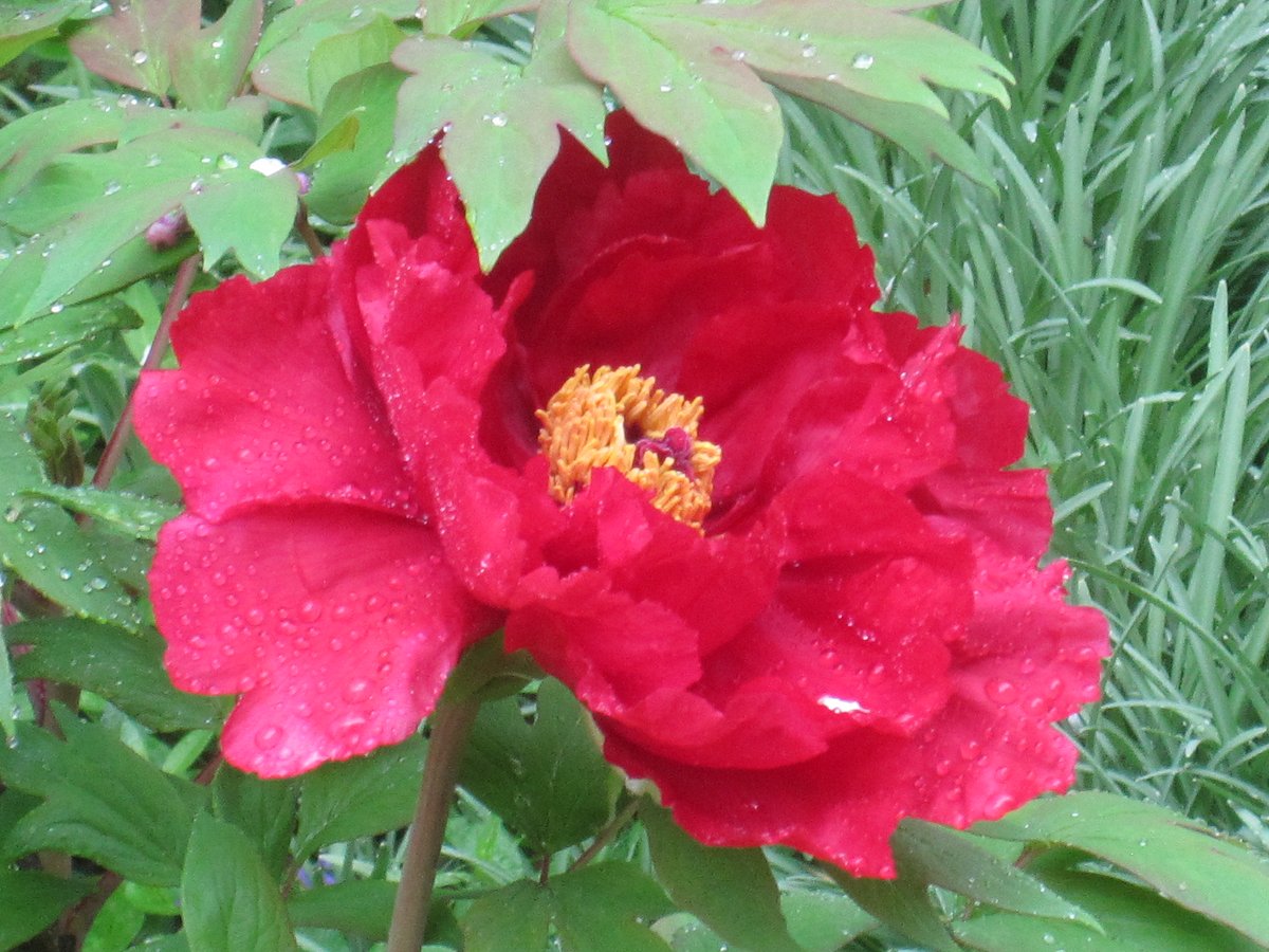 Good Friday morning, My Tweeps. I hope you have a great day and weekend! Itoh peony - first peony to bloom.