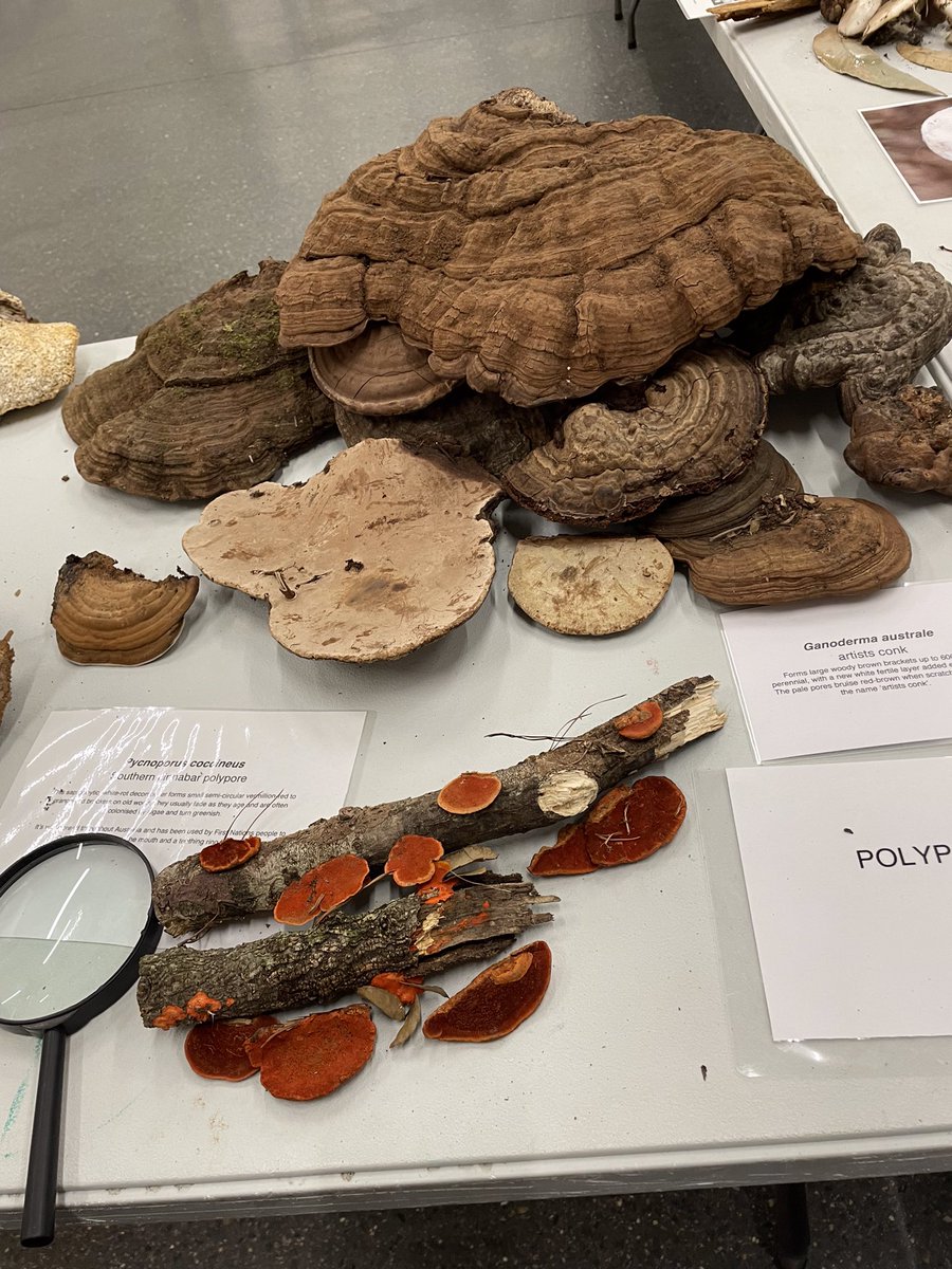 Kristine Riethmiller (@kmriethmiller) on Twitter photo Fascinating presentation & displays <a href="/VisitWildbark/">Wildbark</a> Paperbark Science Series With Alison Pouliot #FungiFriday <a href="/c_mperman/">James Smith</a> <a href="/wapple15/">Lord Wes from Canberra</a> Fascinating presentation & displays <a href="/VisitWildbark/">Wildbark</a> Paperbark Science Series With Alison Pouliot #FungiFriday <a href="/c_mperman/">James Smith</a> <a href="/wapple15/">Lord Wes from Canberra</a>