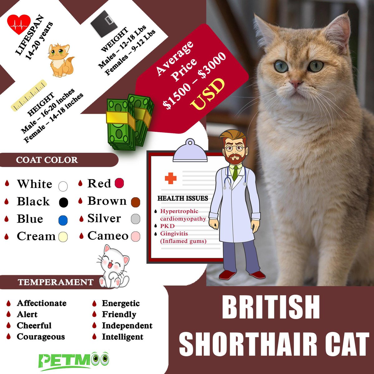 British Shorthair Cat Infographic
#petmoo #pets #cats #catbreeds #catinfographic #britishshorthaircatinfographic #britishshorthaircat