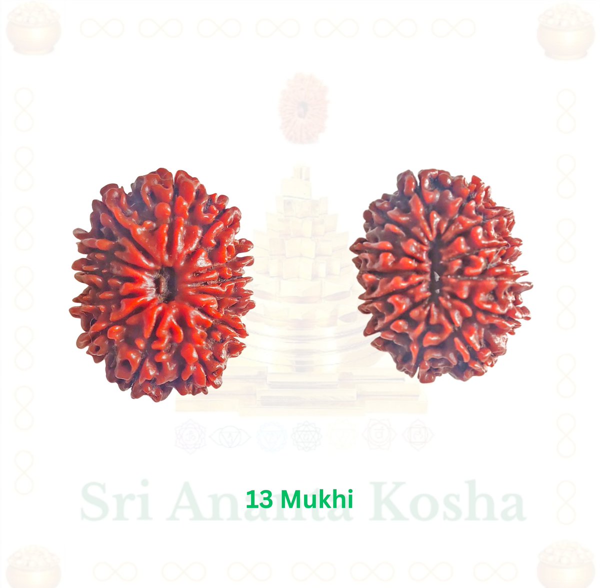 Jai ShivShakti 🙏

13 Mukhi Rudraksha :-

Powerful Rudraksha to improve relationships.

It blesses the wearer with a magnetic personality and charisma.

Enhances aura to get success in worldly responsibilities.

It removes illusions from the wearer to uplift consciousness to…