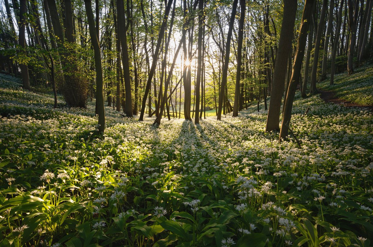 Spring in the Cotswolds. A new place to call home. 

#cotswolds #landscapephotography #wildgarlic