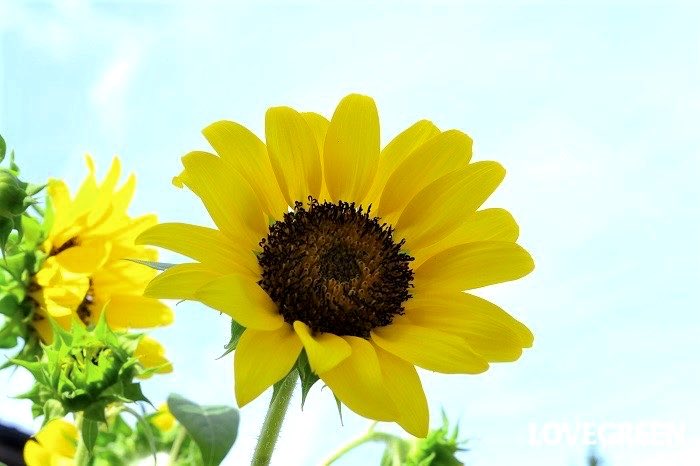 God Bless Ukraine 🇺🇦
#SunflowerFromJapan 
#PrayForUkraine 🇺🇦