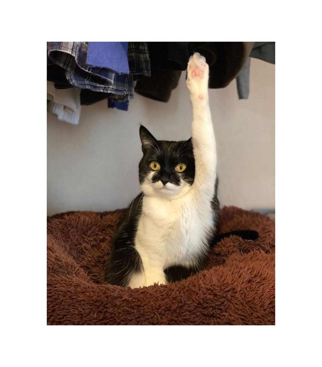 GENTLECAT (@gentleeeeeeecat) on Twitter photo 